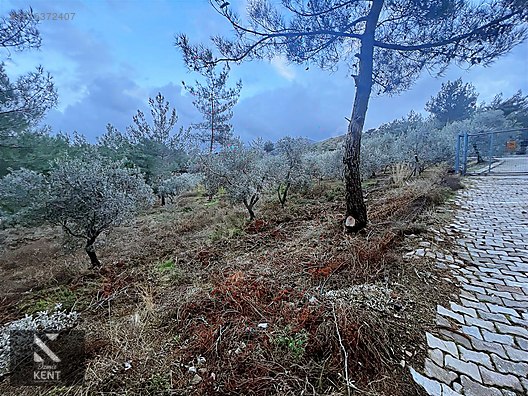 Kemalpaşa Armutlu Hürriyet Mah. Satılık 1.950 m2 Bahçe - İZMİR KEMALPAŞA fotoğraf 34