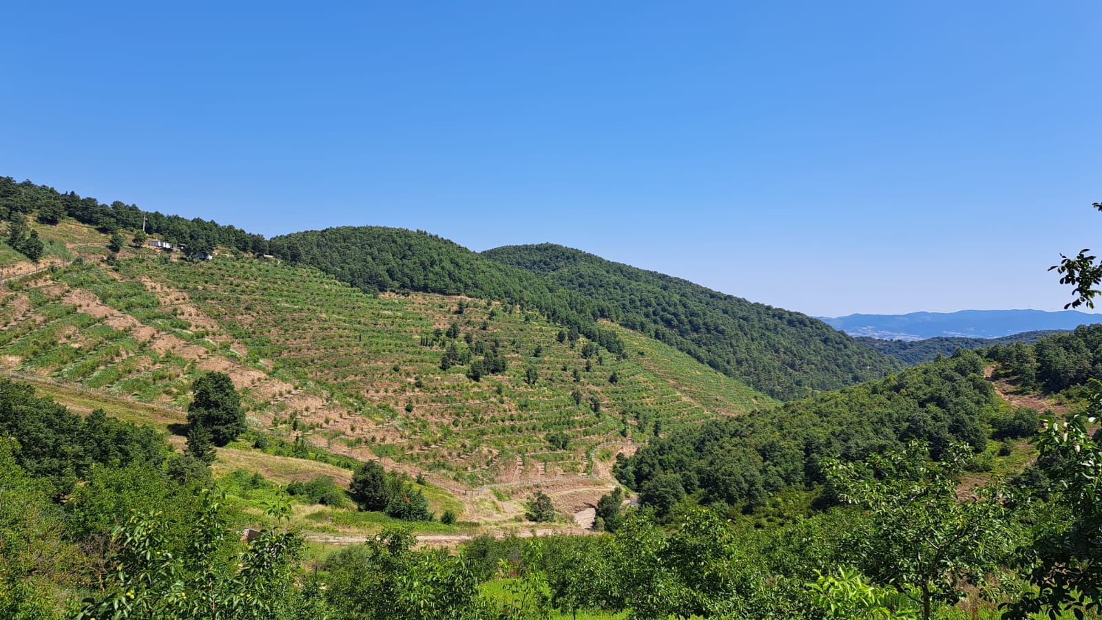 8400 M2 12 YAŞINDA CEVİZ BAHÇESİ - YALOVA ALTINOVA fotoğraf 8