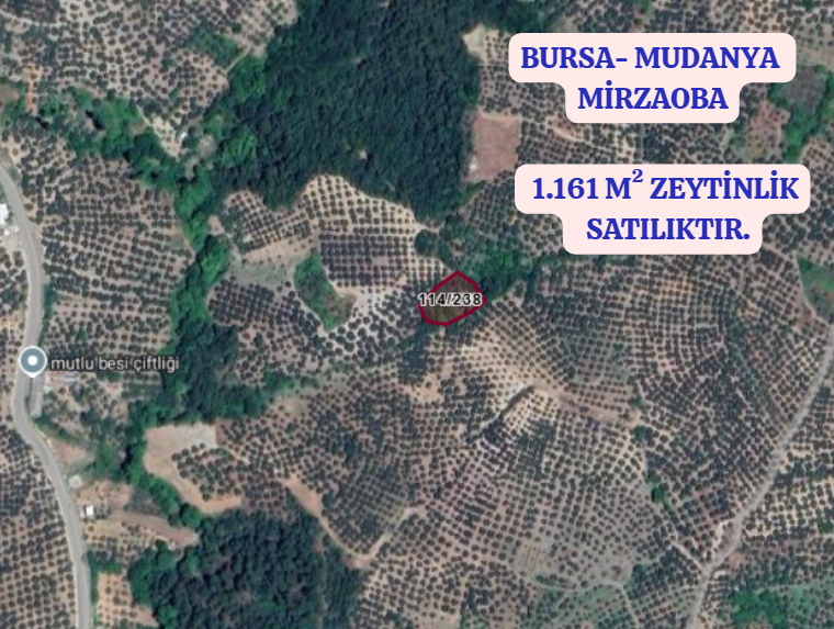 BURSA MUDANYA MİRZAOBA KÖYÜNDE 1.161 M² ZEYTİNLİK SATILIKTIR. - BURSA MUDANYA fotoğraf 2