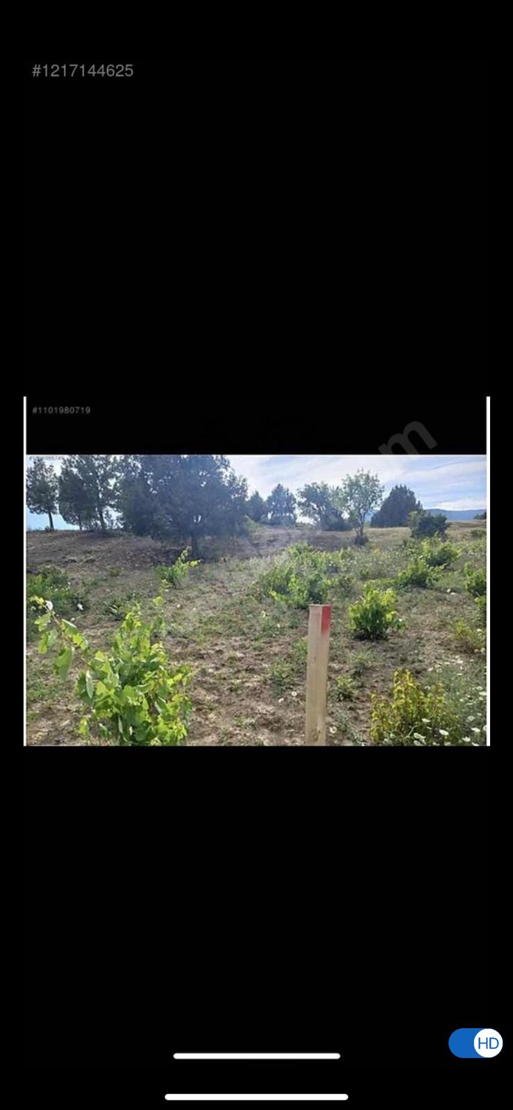 Acil satılık üzüm bağı (pazarlık mevcuttur) - BİLECİK YENİPAZAR fotoğraf 3