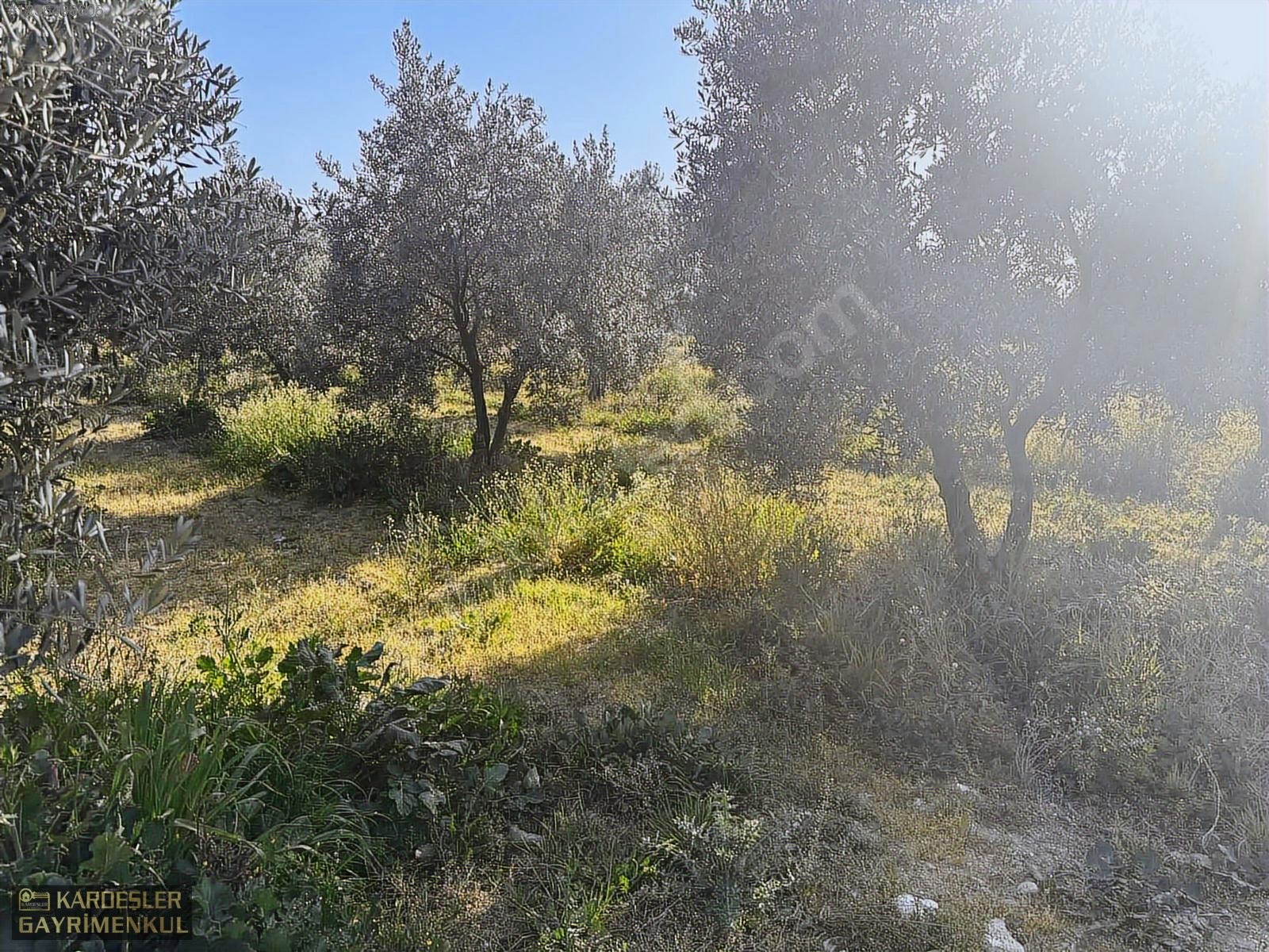 SATILIK GÖLMARMARA SALİHLİ YOLU ÜZERİNDE ASFALT ÜSTÜ ZEYTİNLİK - MANİSA AKHİSAR fotoğraf 18