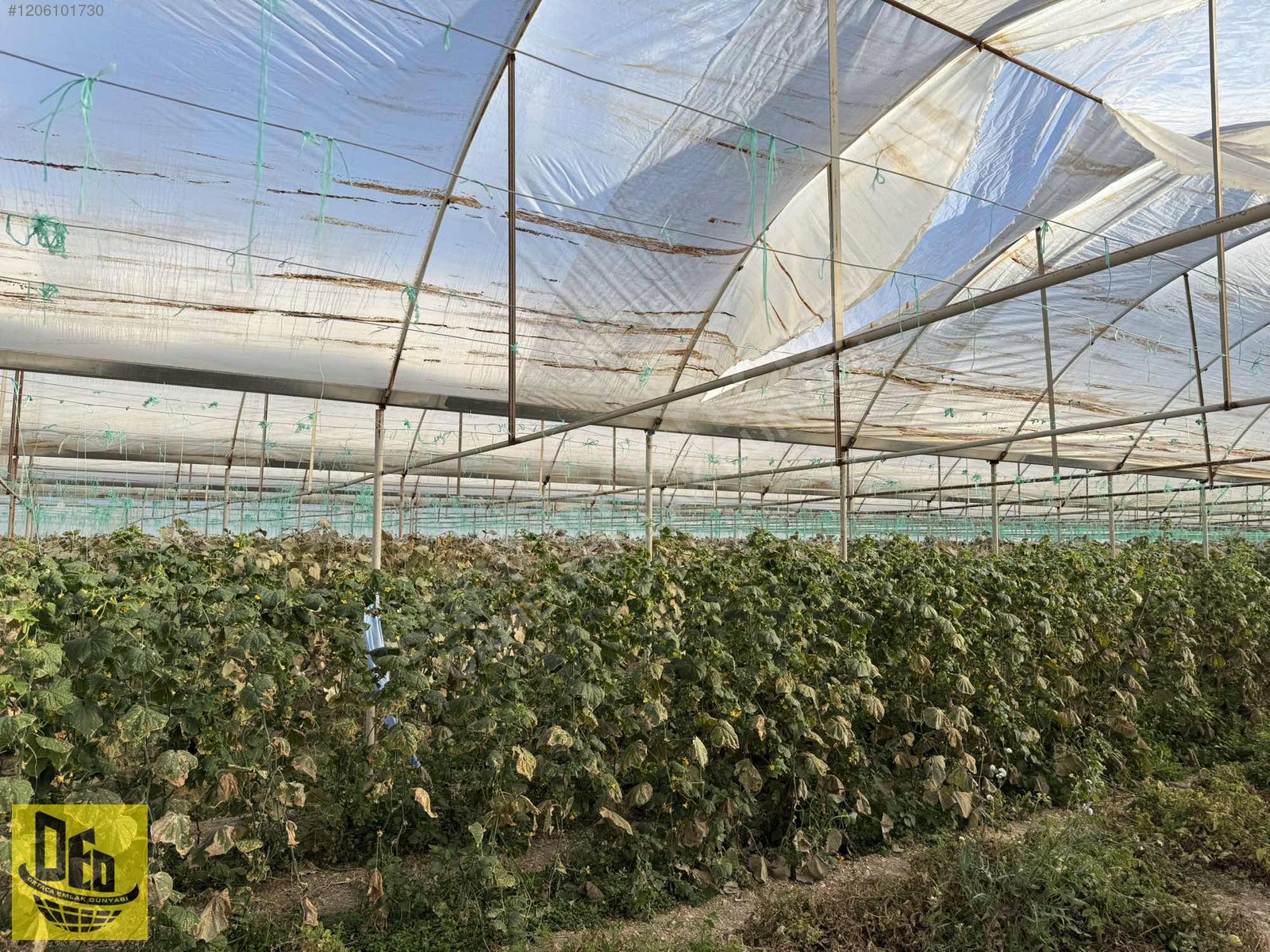 ÇAMELİ YUMRUTAŞ 5.472m2 TARLA İÇİNDE 4000m2 SERA TESİSİ - DENİZLİ ÇAMELİ fotoğraf 8