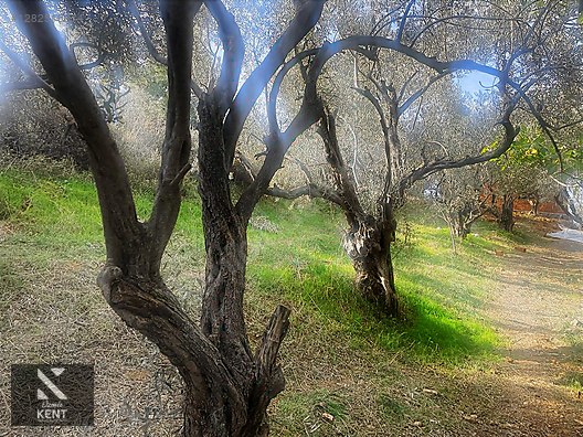 Kemalpaşa Aşağıkızılca Satılık 1758 M2 Tek Tapu Zeytinlik - İZMİR KEMALPAŞA fotoğraf 10