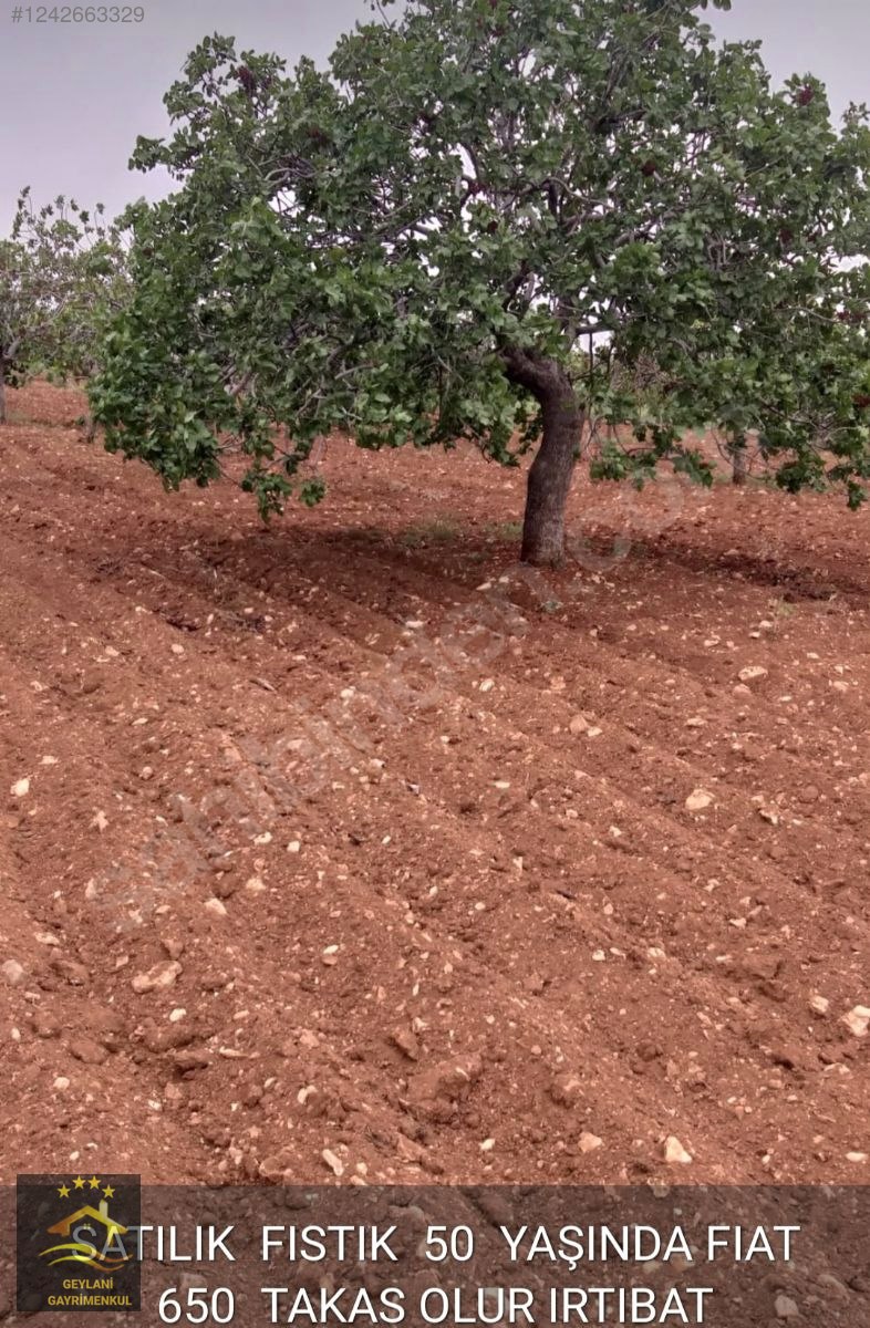 GEYLANİ EMLAKTAN FISTIKLIKDİPHİSAR50 DÖNÜM 40 VEYA 50 YAŞ ARASI - ŞANLIURFA HALİLİYE fotoğraf 5