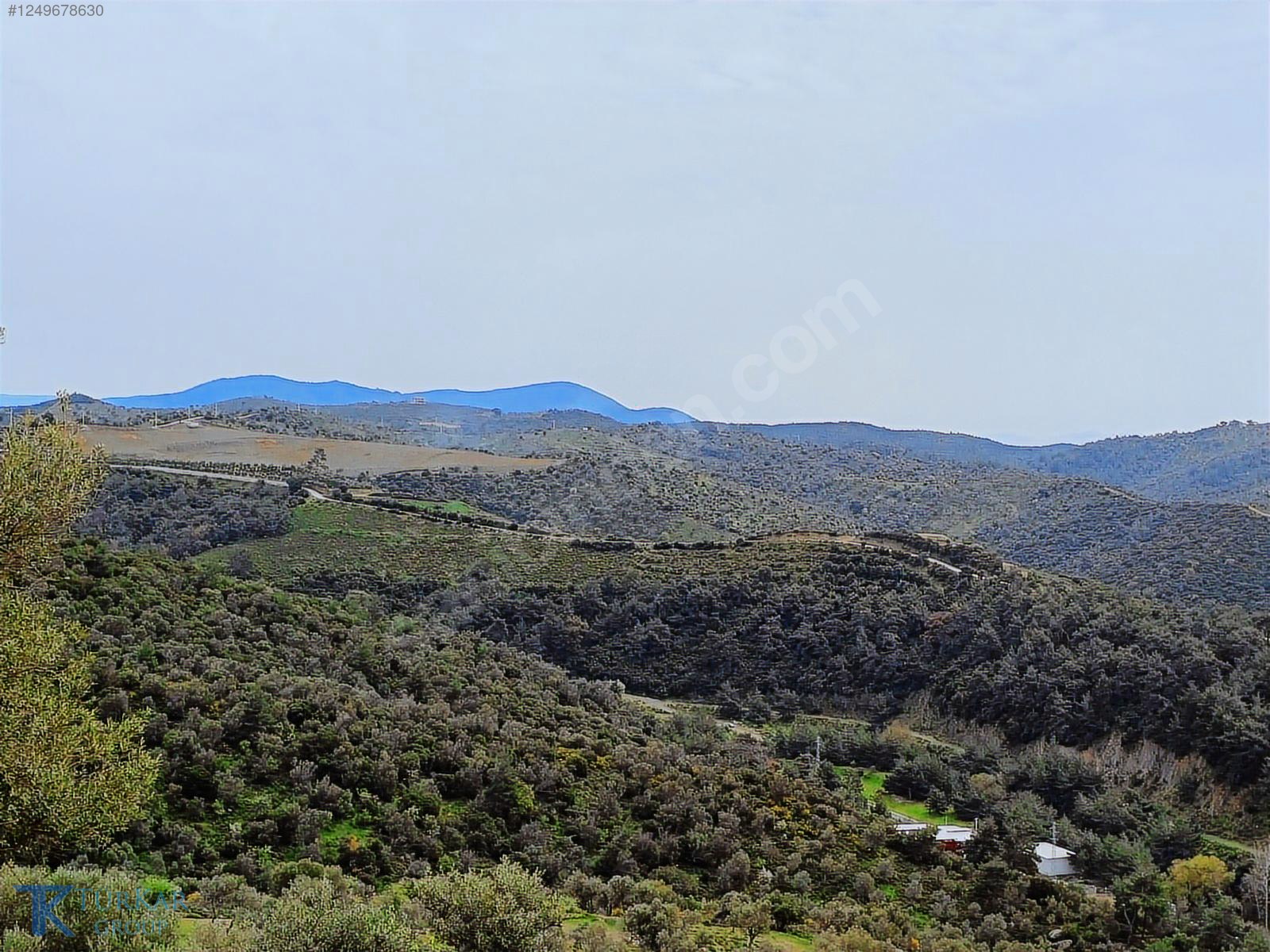 SEFERİHİSAR'DA MERK. YAKIN ÇİFTLİK YAP. UYGUN 33 DÖNÜM ZEYTİNLİK - İZMİR SEFERİHİSAR fotoğraf 3