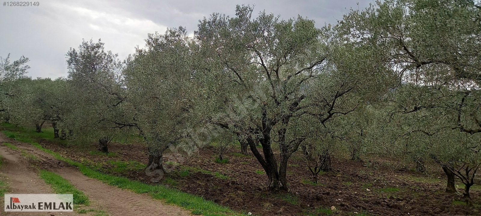 AKHİSAR SAKARKAYA DA ŞOK FİYAT SATILIK 3.850 M2 ZEYTİNLİK - MANİSA AKHİSAR fotoğraf 10
