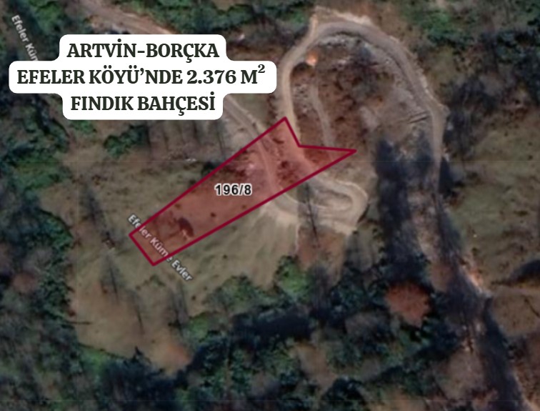 ARTVİN BORÇKA EFELER  KÖYÜ’NDE 2.376 M² FINDIK BAHÇESİ SATILIKTIR - ARTVİN BORÇKA fotoğraf 2