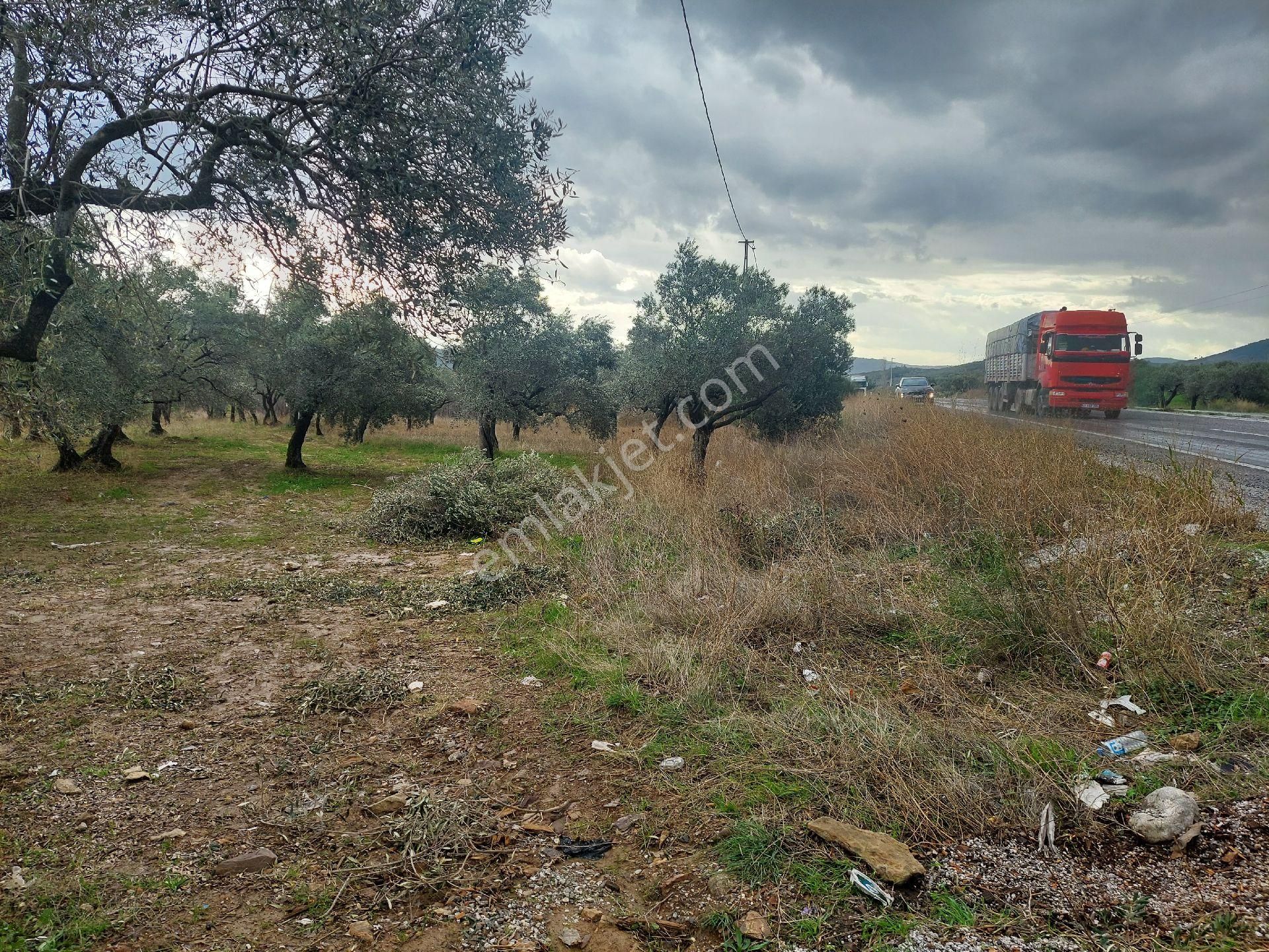 İzmir Kemalpaşa Torbalı Yolu Üzeri Zeytinli Tarla Satılıktır - İZMİR KEMALPAŞA fotoğraf 2