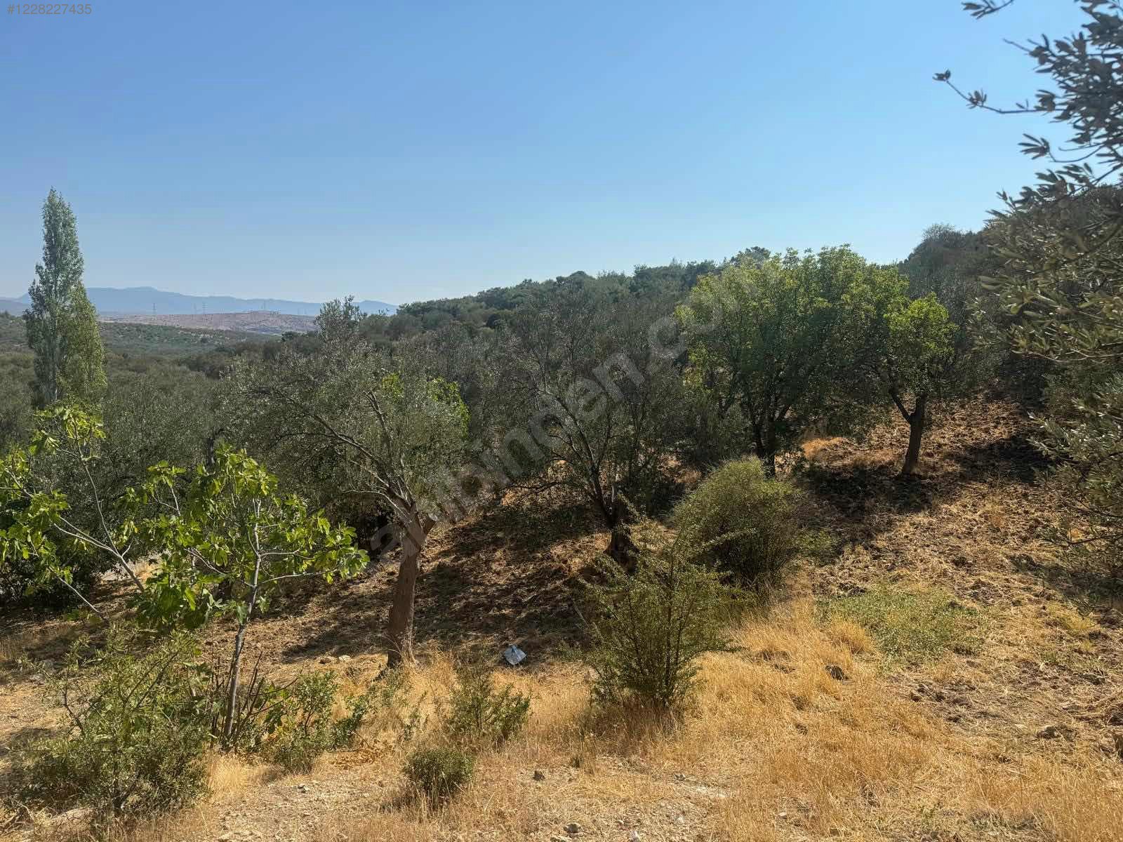 İZMİR ALİAĞA AŞAĞIŞAKRAN MAHALLESİNDE’NDE 8.320 M² ZEYTİNLİK SATILIKTIR - İZMİR ALİAĞA fotoğraf 5