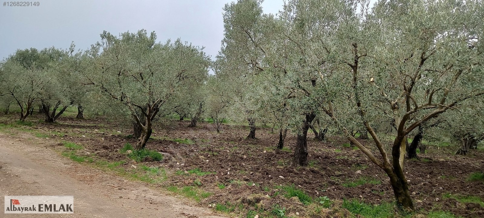 AKHİSAR SAKARKAYA DA ŞOK FİYAT SATILIK 3.850 M2 ZEYTİNLİK - MANİSA AKHİSAR fotoğraf 5