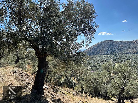 Bayındır Yusuflu Satılık 6050 m2 Zeytinlik Tek Tapu - İZMİR BAYINDIR fotoğraf 2