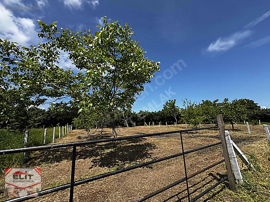 KARASU KUYUMCULUDA SATILIK 463 M2 FIRSAT ARSA - SAKARYA KARASU fotoğraf 12