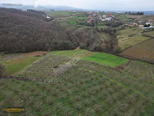 Ferizli Hocaoğlu'nda Satılık 2400 m² Fındık Bahçesi - SAKARYA FERİZLİ fotoğraf 16