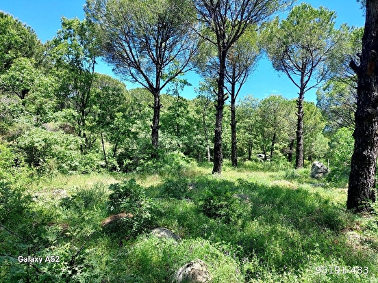 BERGAMA KOZAK YAYLASI KIRANLI MAH DE 1155 M2 BAĞ - İZMİR BERGAMA fotoğraf 4