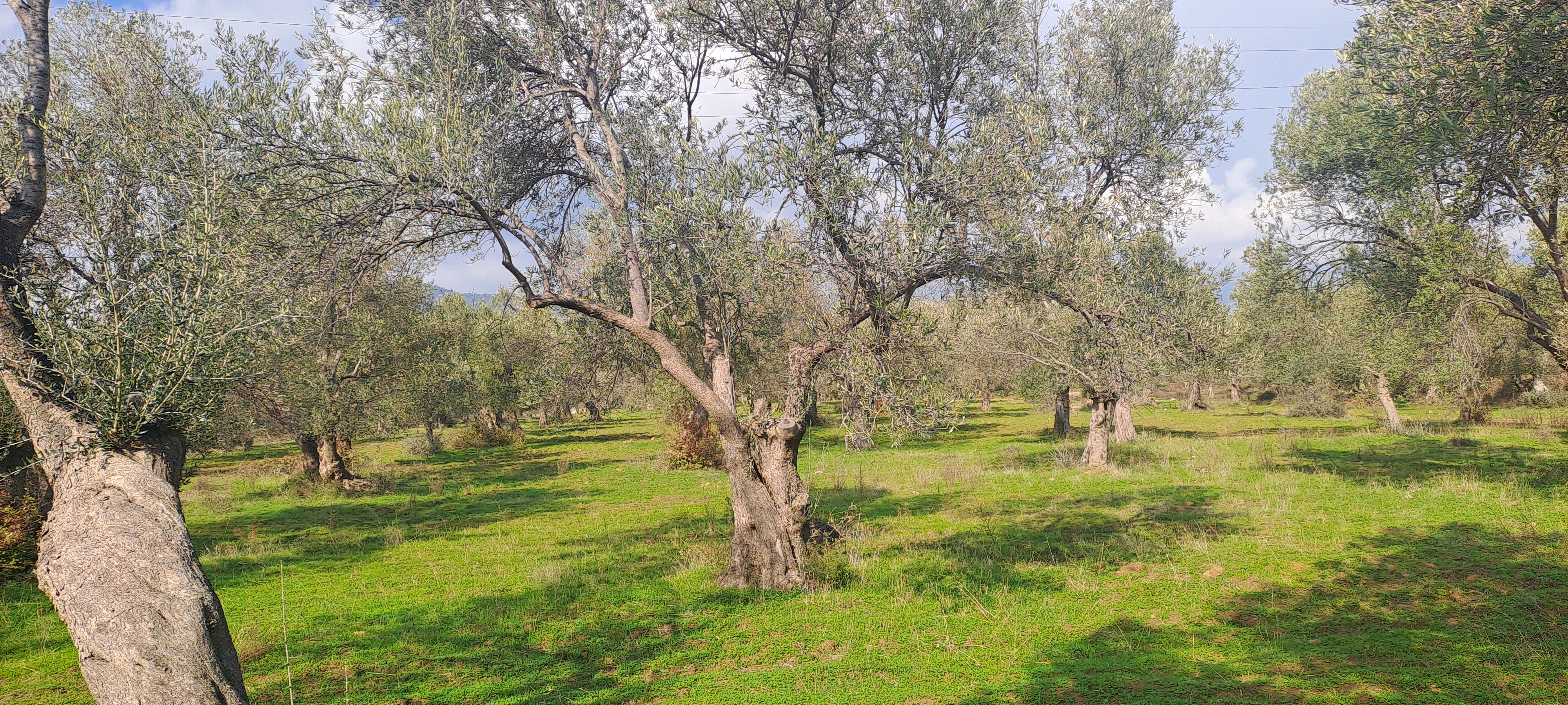 HAKANOĞLU GROUP'TAN TUZCUMURAT MAH. SATILIK ZEYTİNLİK - BALIKESİR EDREMİT fotoğraf 17