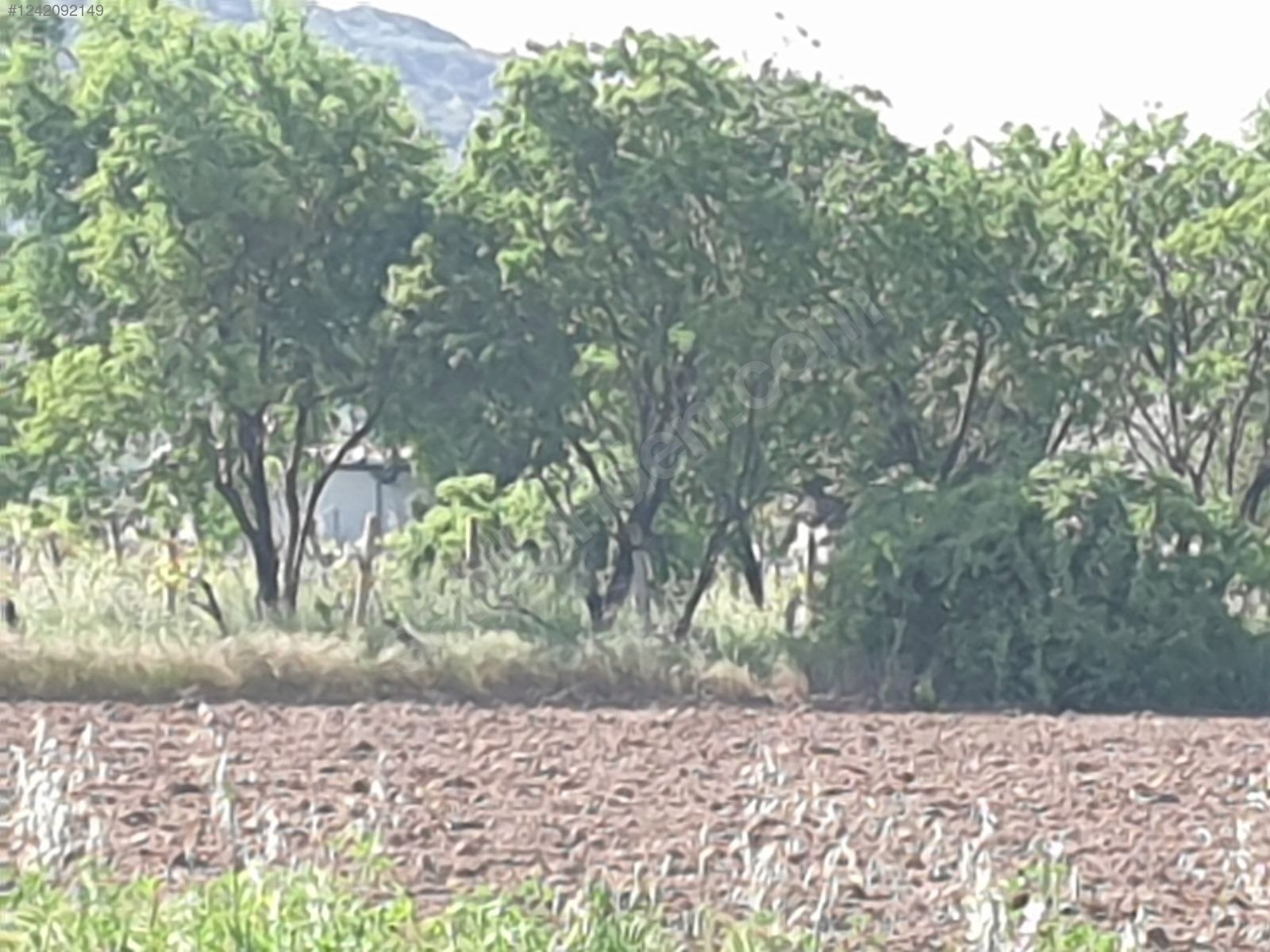 İZMİR-ALİAĞA-HAYRETTİN PAŞA  MAHALLESİ’NDEKİ TARLANIN 2.290 M²Sİ SATILIKTIR - İZMİR ALİAĞA fotoğraf 18