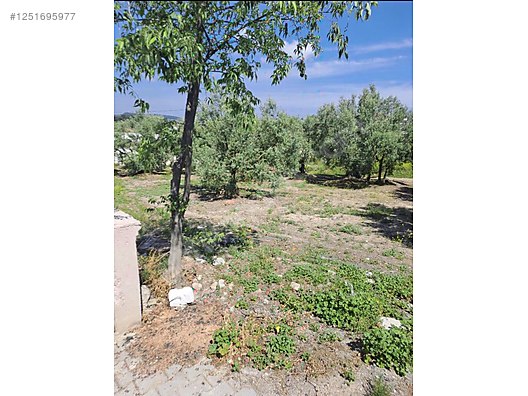 BURSA MUDANYA YAYLACIK KÖYÜNDE YAYLACIK 792 M² ZEYTİNLİK SATILIKTIR. - BURSA MUDANYA fotoğraf 4