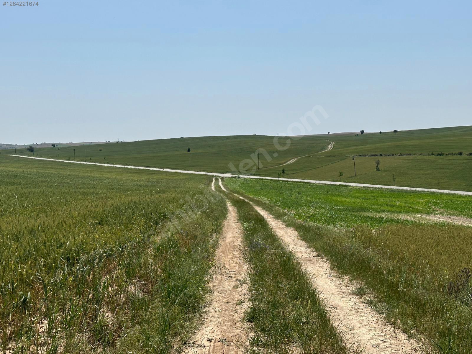 ÇANKIRI MERKEZ TUZLU   KÖYÜNDE 2.300  M² TARLA  SATILIKTIR - ÇANKIRI MERKEZ fotoğraf 3