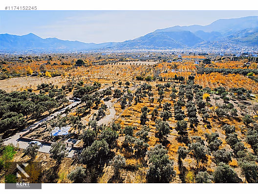 Kemalpaşa Sekiz Eylül Merkeze Yakın Satılık 3440 m2 Zeytinlik - İZMİR KEMALPAŞA fotoğraf 8