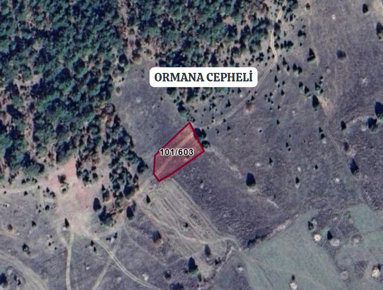 Fotoğraf