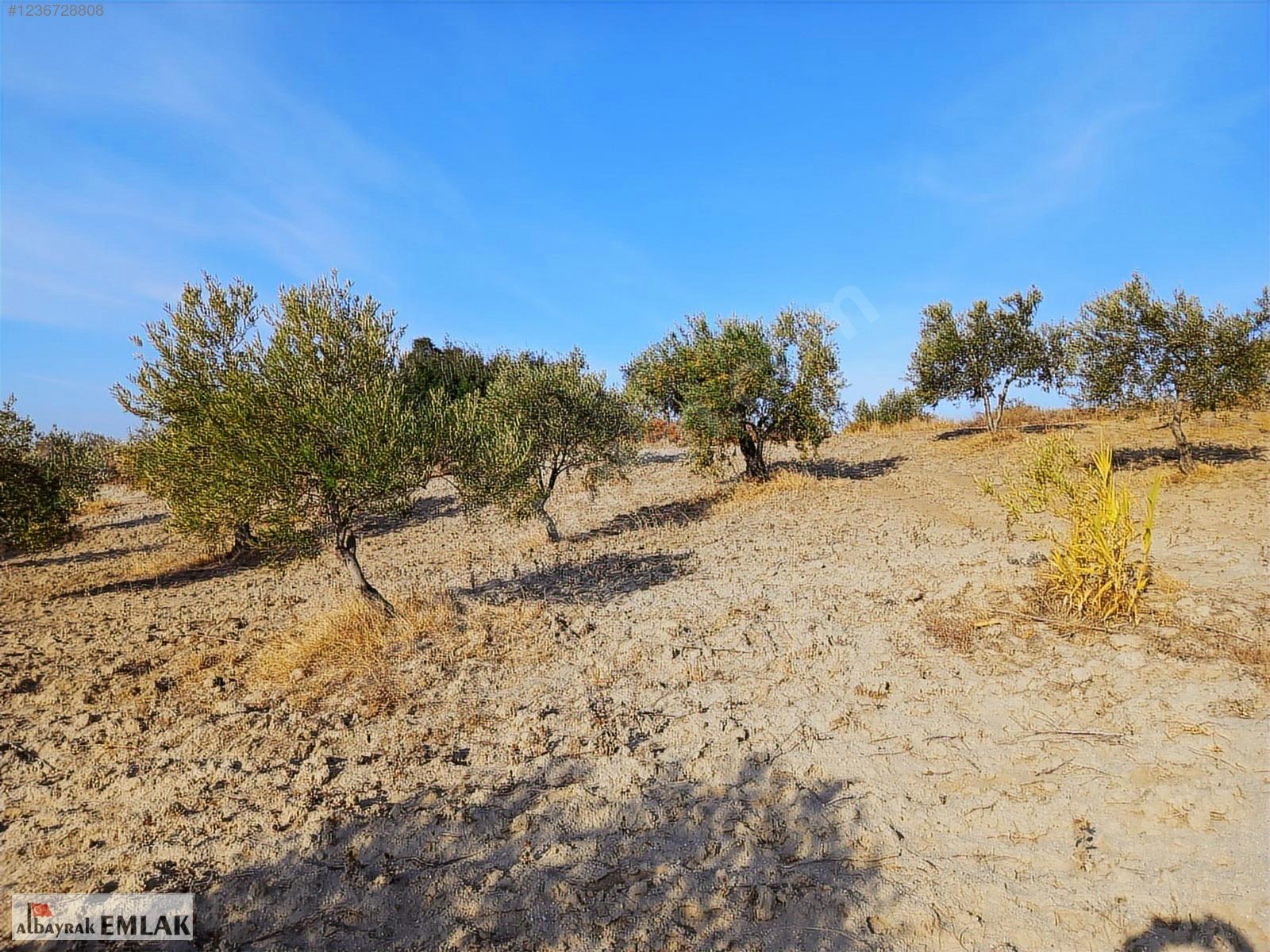 SARUHANLI HACIMUSA DA SATILIK 8.000 M2 ZEYTİNLİK 1.700.000 TL - MANİSA SARUHANLI fotoğraf 18