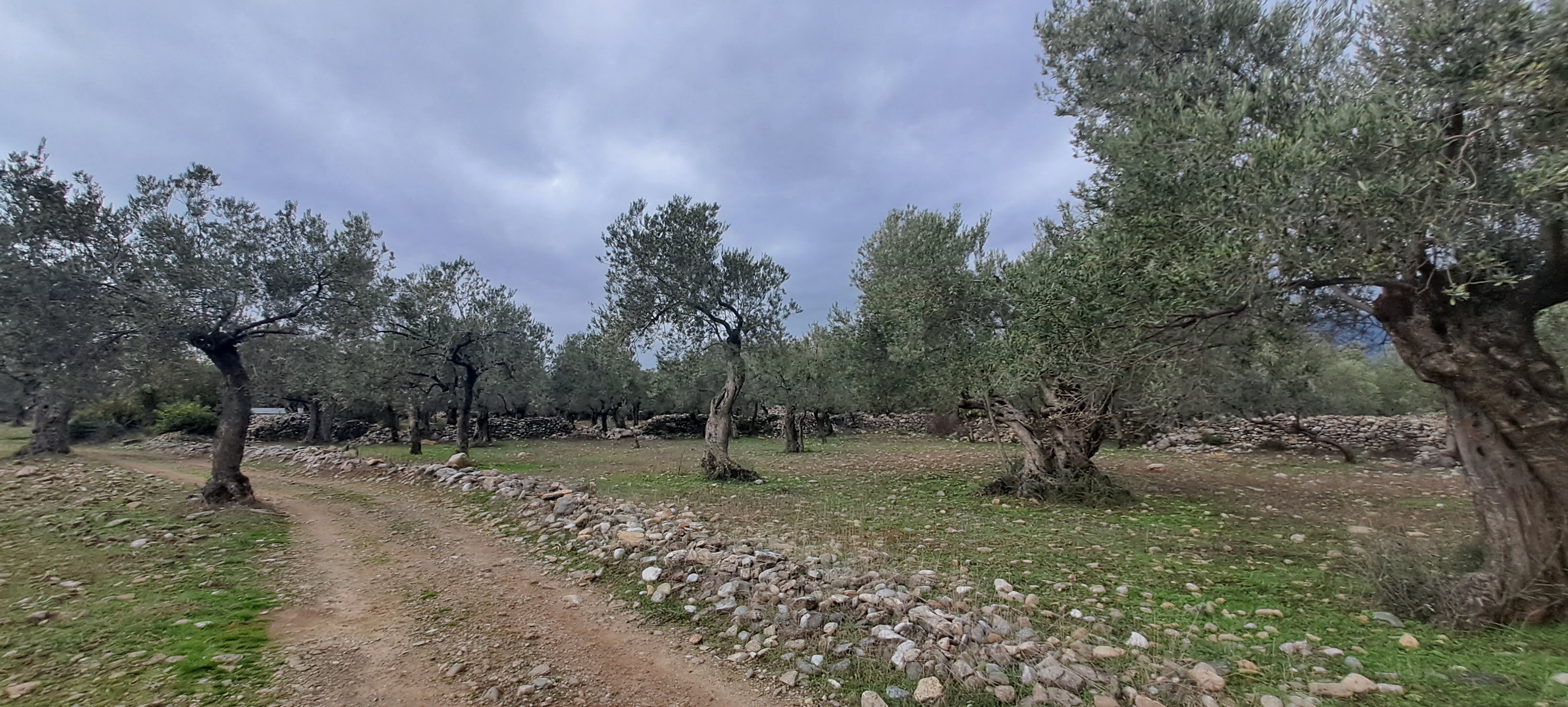 HAKANOĞLU GROUP'TAN EDREMİT ZEYTİNLİ MAH. SATILIK ZEYTİNLİK - BALIKESİR EDREMİT fotoğraf 18