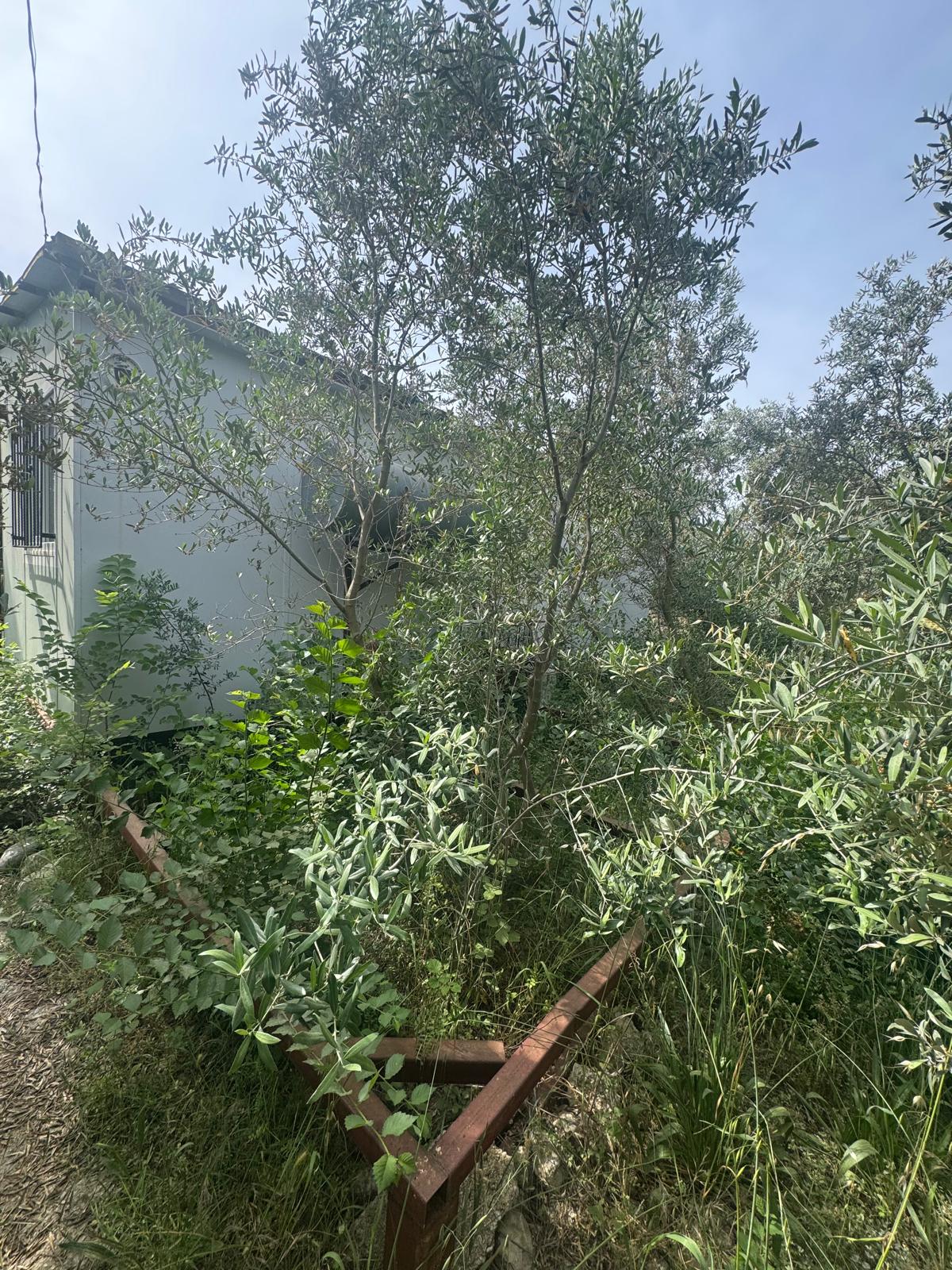 Zeytin ve meyve bahçesi 1+1 prefabrik daire - MUĞLA SEYDİKEMER fotoğraf 3