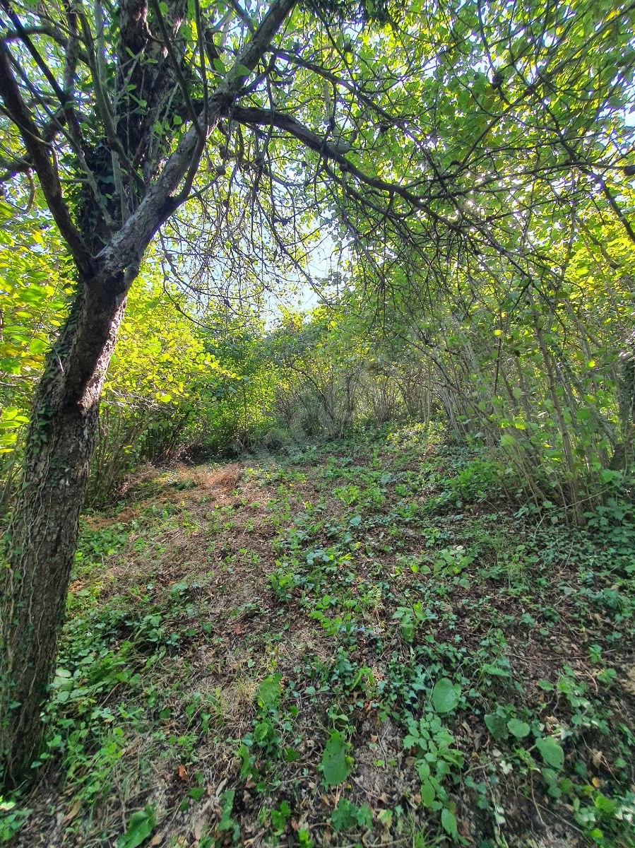 KOCAELİ DERİNCE TERZİLER   KÖYÜNDE  705   M²  BAHÇE  SATILIKTIR - KOCAELİ DERİNCE fotoğraf 3