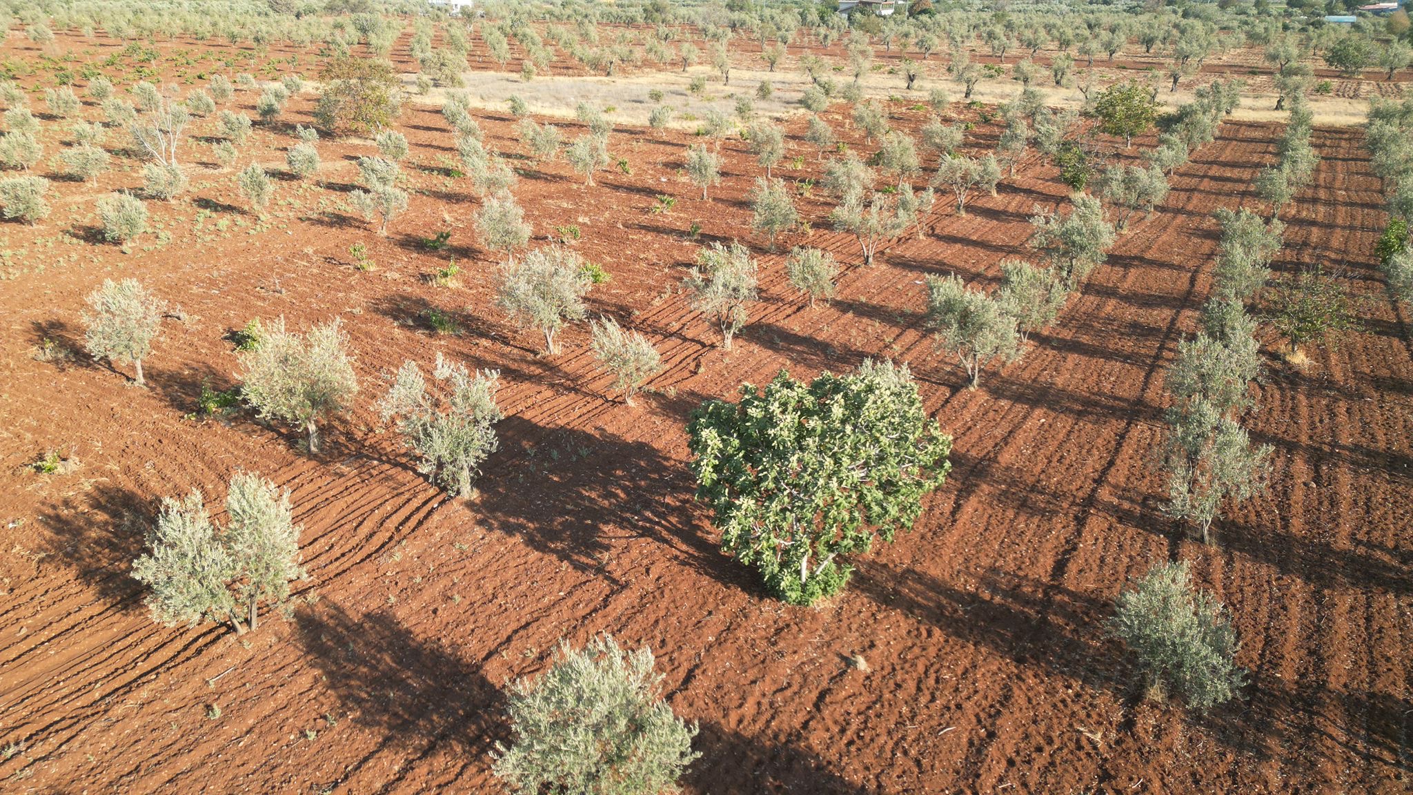 SATILIK 120 AĞAÇ ZEYTİNLİK - KİLİS MERKEZ fotoğraf 11