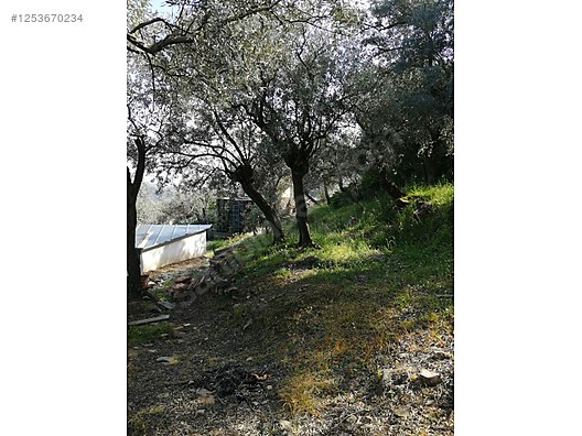 İZMİR BAYINDIR KIZILOVA  KÖYÜNDE 182  M² ZEYTİNLİK  SATILIKTIR - İZMİR BAYINDIR fotoğraf 3