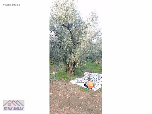 Fatih'ten Karsak ta 1245m2 yolu olan göl manzaralı zeytinlik - BURSA ORHANGAZİ fotoğraf 5
