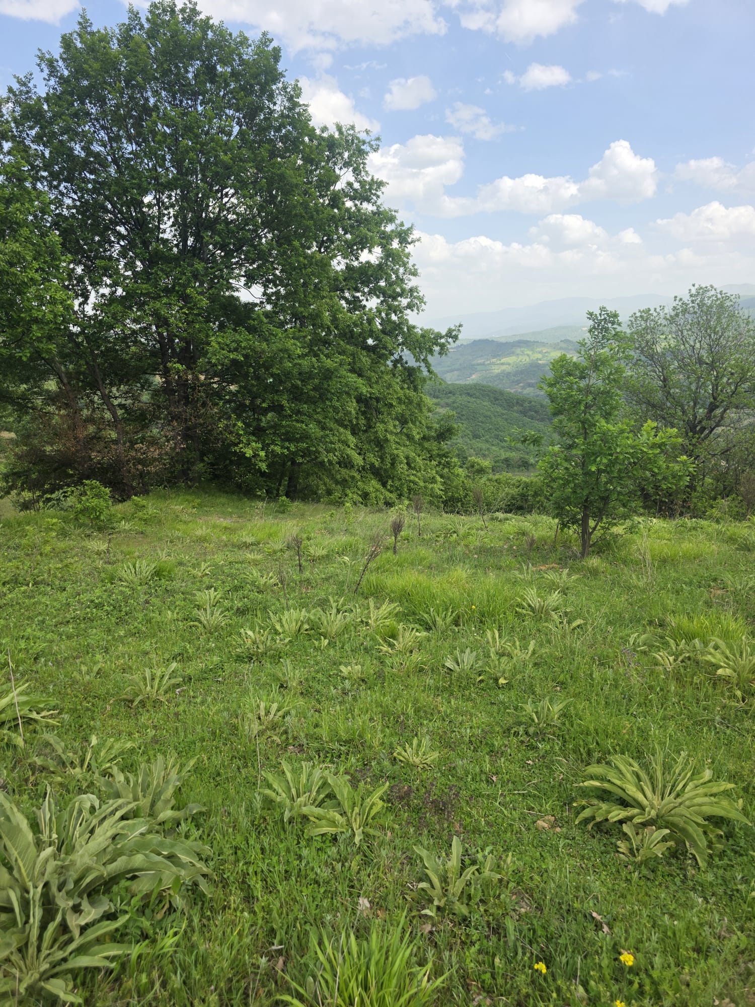 BURSA İNEGÖL ESKİ KÖYÜMÜZDE 2.697 M² TARLAMIZ  SATILIKTIR. - BURSA İNEGÖL fotoğraf 3