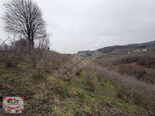 DÜZCE AKÇAKOCA DA EV YAPIMINA UYGUN SATILIK 7.768 M2 FINDIKLIK - DÜZCE AKÇAKOCA fotoğraf 44