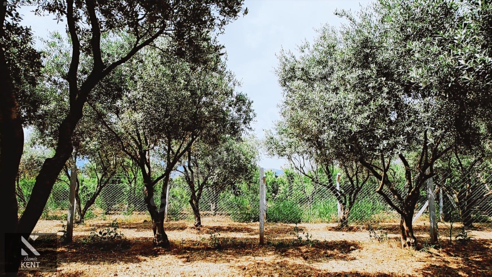 Kemalpaşa Aşağıkızılca Satılık Bahçe Tek Tapu 881 m2 - İZMİR KEMALPAŞA fotoğraf 34