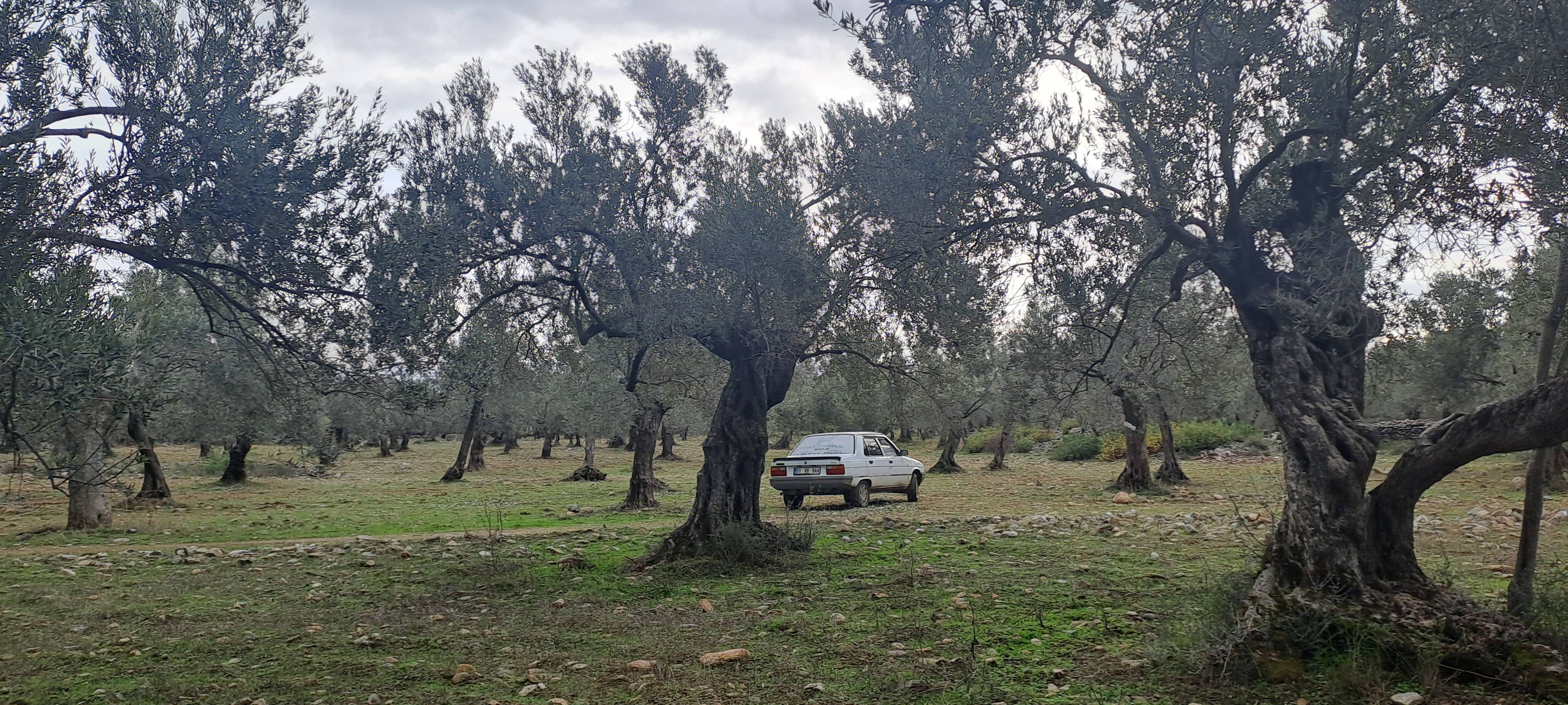 HAKANOĞLU GROUP'TAN EDREMİT ZEYTİNLİ MAH. SATILIK ZEYTİNLİK - BALIKESİR EDREMİT fotoğraf 4