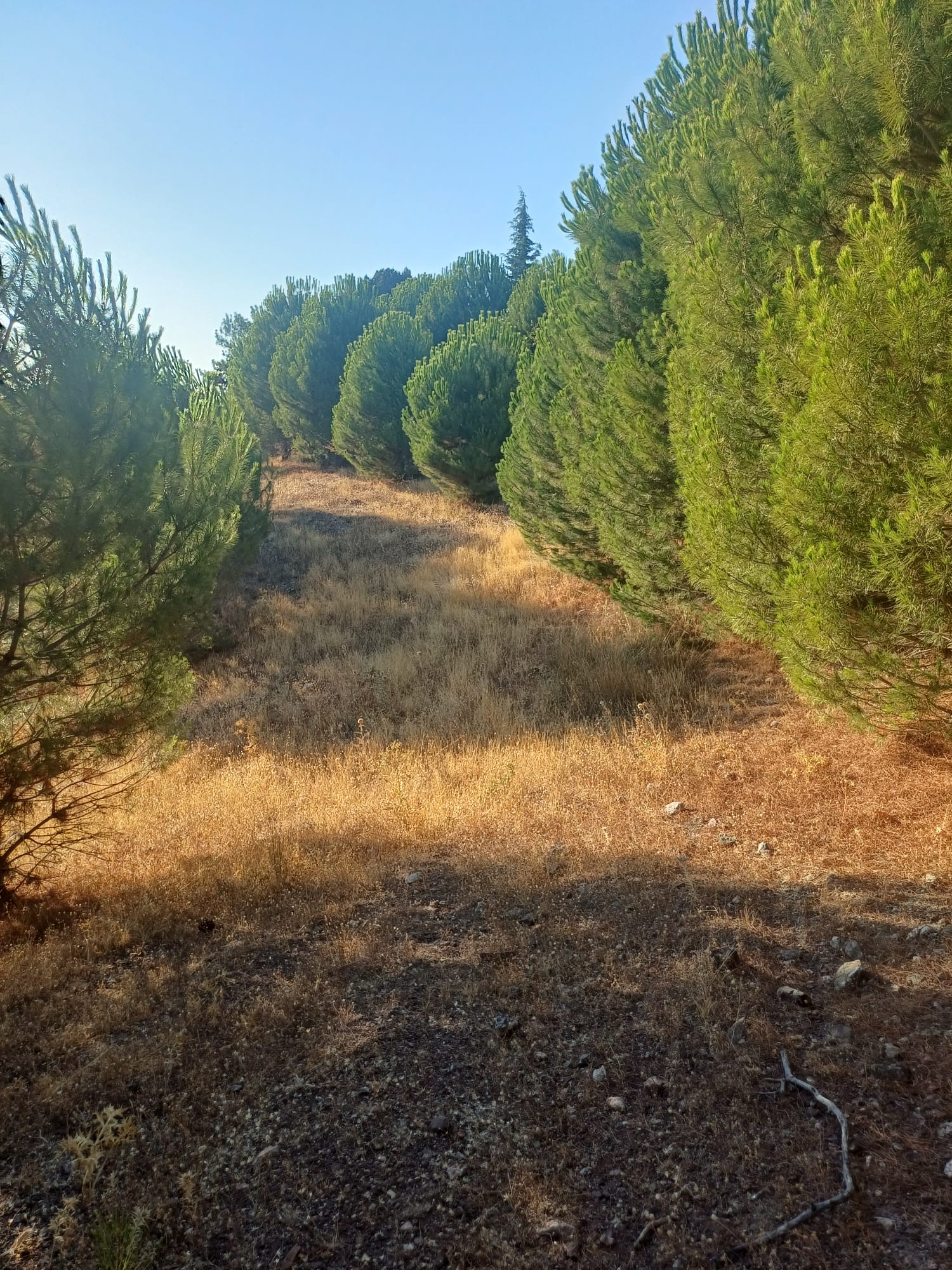 MANİSA AKHİSAR DOĞANKAYA   KÖYÜNDE  3.700 M²  TARLA  SATILIKTIR - MANİSA AKHİSAR fotoğraf 14