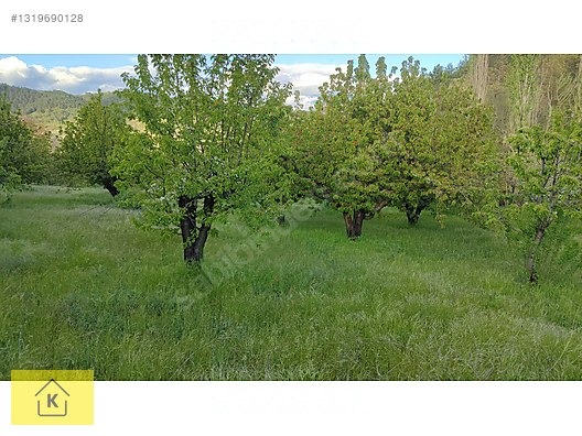 GELECEĞE YATIRIMLIK 6274m² KİRAZ BAHÇESİ - KÜTAHYA ŞAPHANE fotoğraf 7