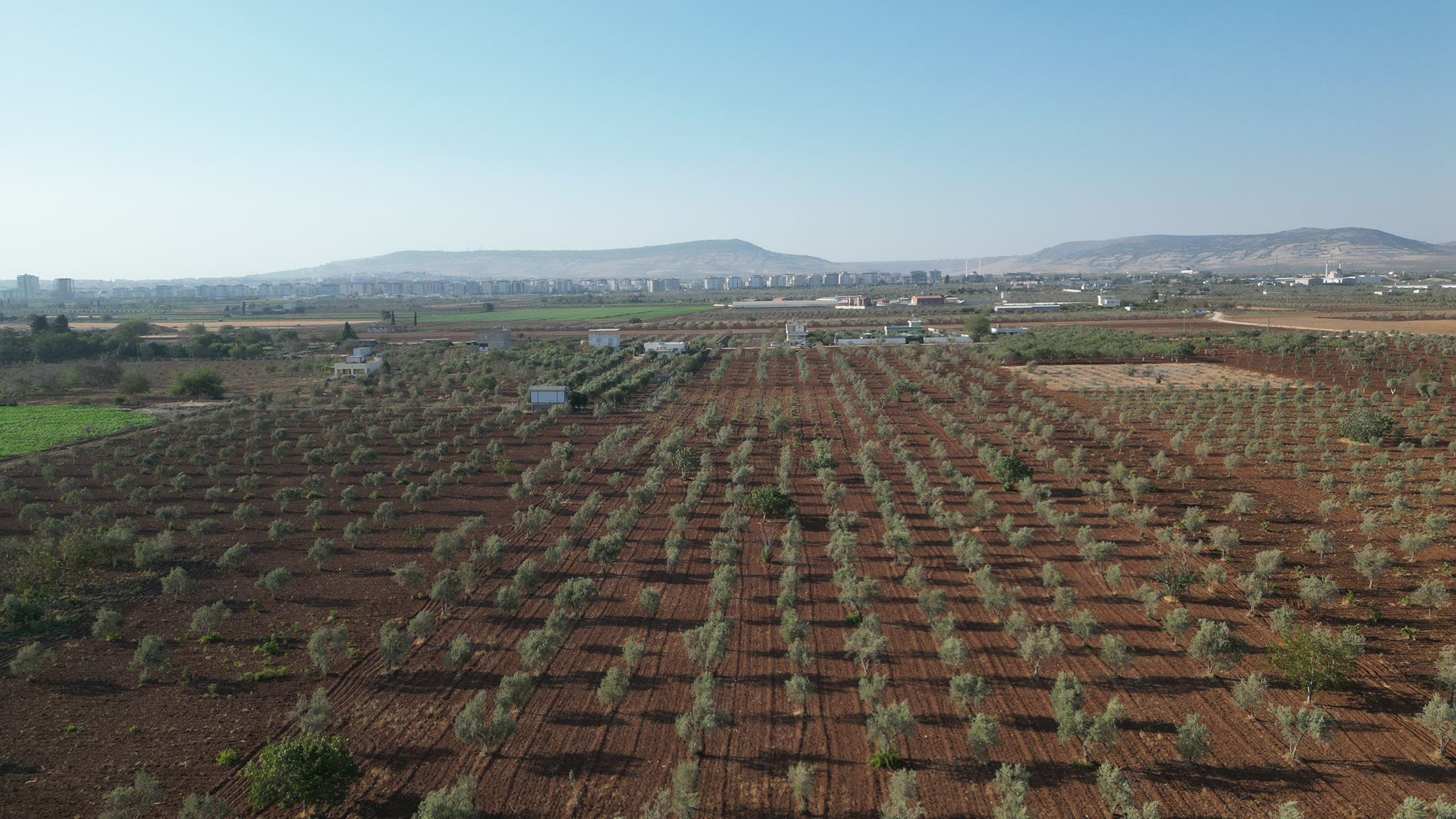 SATILIK 120 AĞAÇ ZEYTİNLİK - KİLİS MERKEZ fotoğraf 15