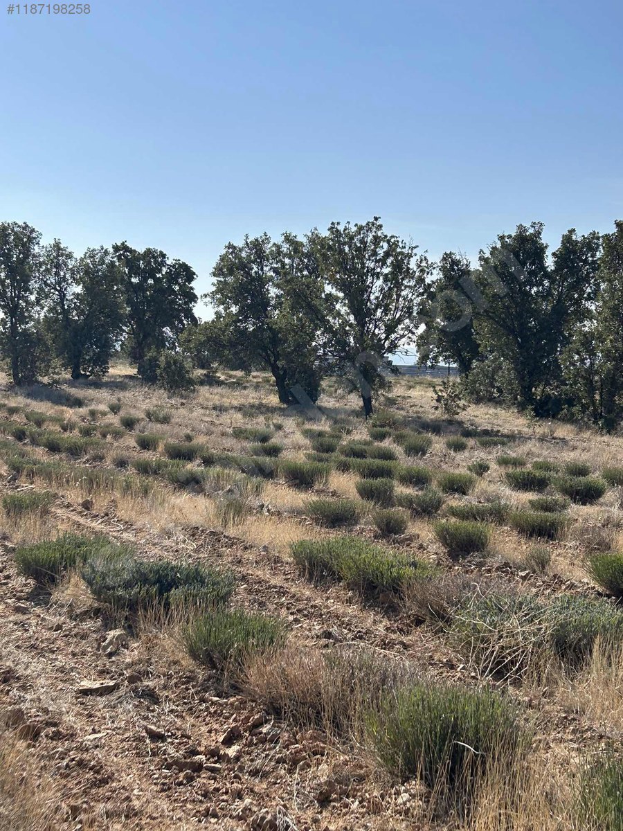 DENİZLİ BEKİLLİ YENİ  MAHALLESİNDE 5.309  M² TARLA  SATILIKTIR - DENİZLİ BEKİLLİ fotoğraf 11