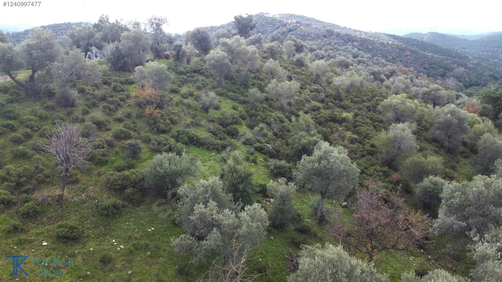 BEYLER YOLUNDA YOLA 70 MT CEPHELİ 7 DÖNÜM EMSALSİZ ZEYTİNLİK - İZMİR SEFERİHİSAR fotoğraf 3