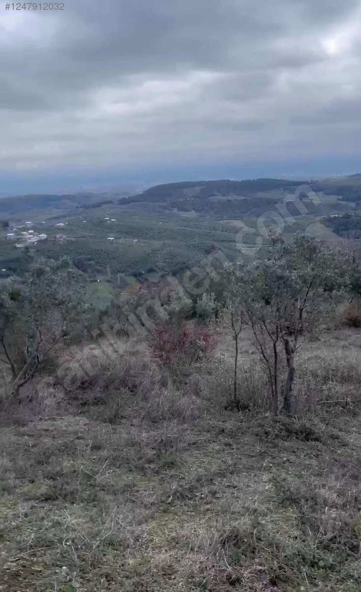 BURSA MUDANYA MİRZAOBA KÖYÜNDE 3.753 M TARLA SATILIKTIR - BURSA MUDANYA fotoğraf 6