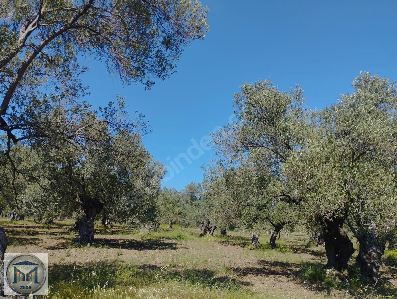 HAVRAN HAMAMBAŞI SATILIK 4.300 M2 ZEYTİNLİK - BALIKESİR HAVRAN fotoğraf 6