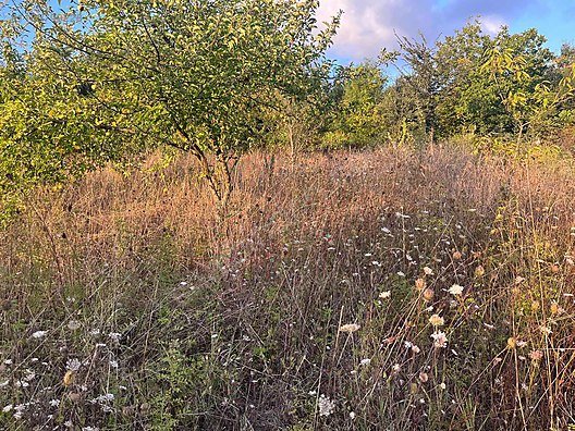 KOCAELİ KANDIRA LOKMANLI   KÖYÜNDE 727 M²  TARLA  SATILIKTIR - KOCAELİ KANDIRA fotoğraf 10