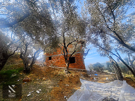 Kemalpaşa Aşağıkızılca Satılık 1758 M2 Tek Tapu Zeytinlik - İZMİR KEMALPAŞA fotoğraf 5