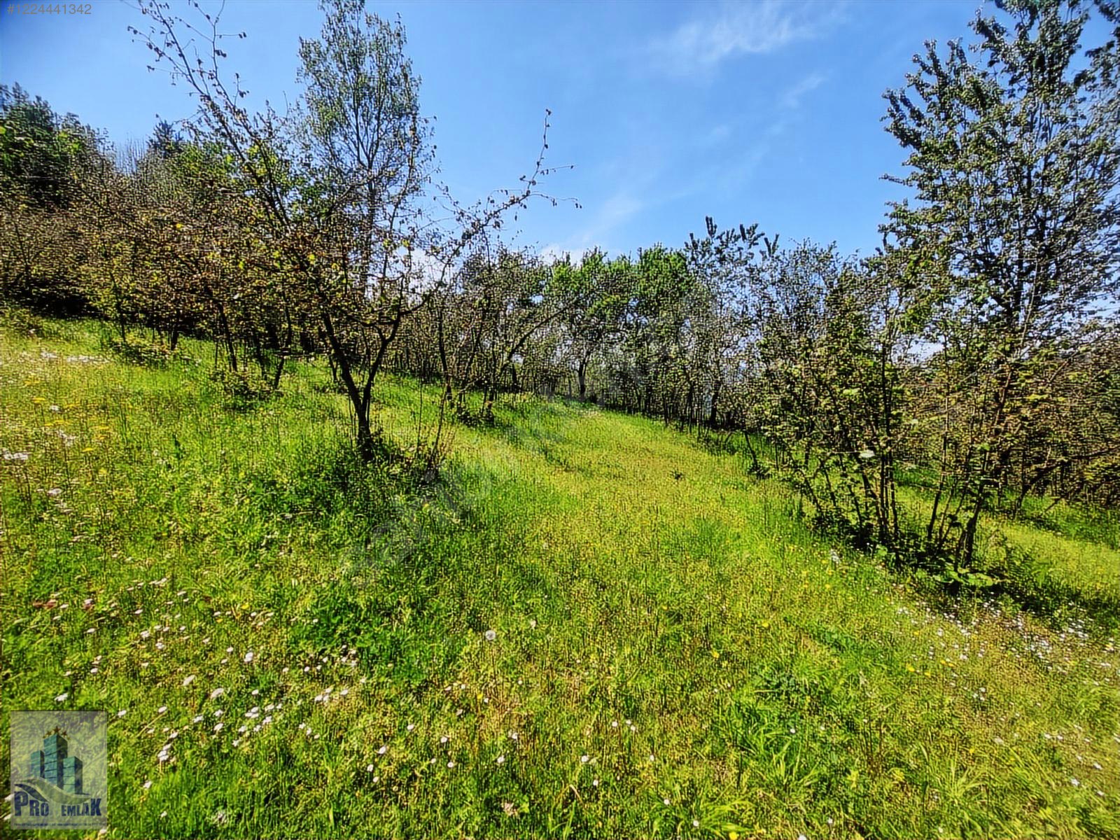 DÜZCE KAYNAŞLI BIÇKIYANI KONUT YAPILABİLİR 5009 M2 FINDIKLIK - DÜZCE KAYNAŞLI fotoğraf 2
