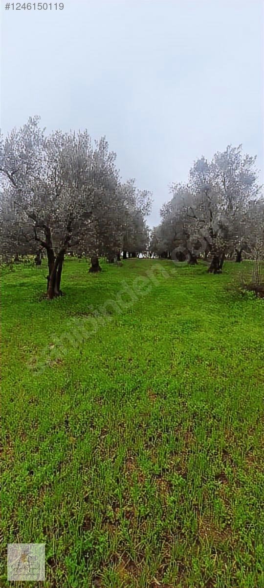 İZNİK MAHMUDİYE BAKİMLİ ZEYTİNLİK 1700 MT - BURSA İZNİK fotoğraf 2