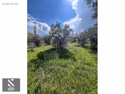 Kemalpaşa Aşağıkızılca Satılık 615 m2 Zeytinlik - İZMİR KEMALPAŞA fotoğraf 24