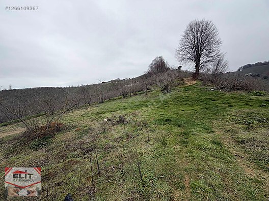 DÜZCE AKÇAKOCA DA EV YAPIMINA UYGUN SATILIK 7.768 M2 FINDIKLIK - DÜZCE AKÇAKOCA fotoğraf 23