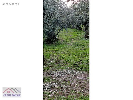 Fatih'ten Karsak ta 1245m2 yolu olan göl manzaralı zeytinlik - BURSA ORHANGAZİ fotoğraf 18