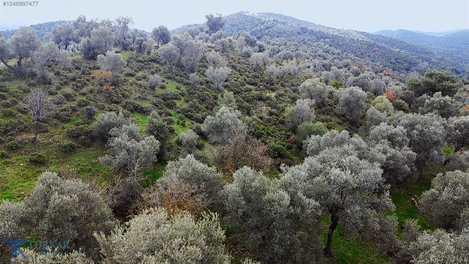 BEYLER YOLUNDA YOLA 70 MT CEPHELİ 7 DÖNÜM EMSALSİZ ZEYTİNLİK - İZMİR SEFERİHİSAR fotoğraf 4